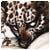 seriaLekLer's Avatar