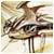 Traniacosusia's Avatar