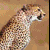 papyrusimages's Avatar